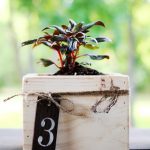 diy_planter